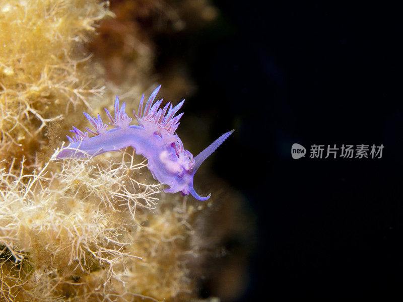 努迪布兰奇 - 弗拉贝利纳阿菲尼斯